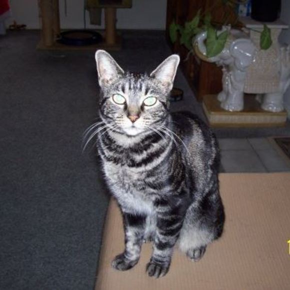 Meet your Posher, Jodie - Picture 1 of 1